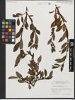 Foto von Salix waldsteiniana Willd.